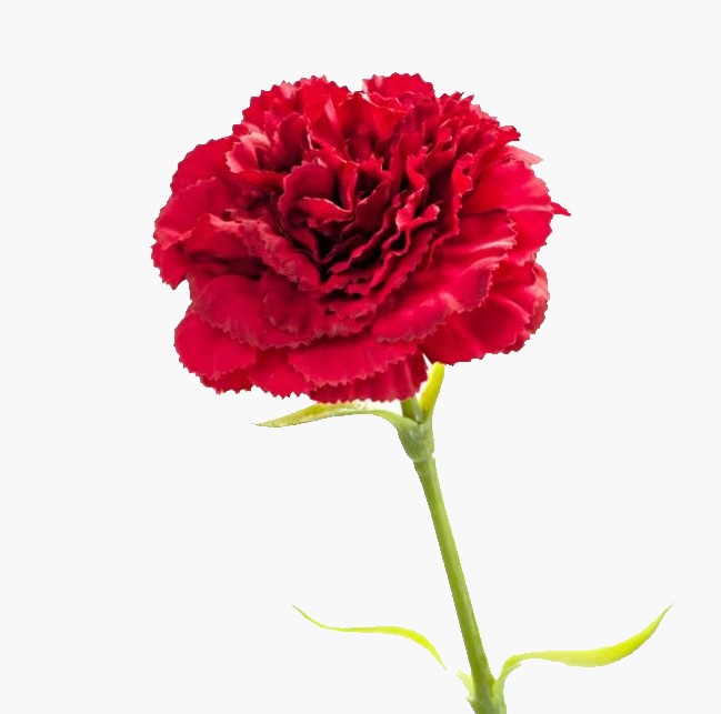 Logo 25 de Abril 2025